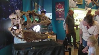 'Murder monster' tyrannosaur skull displayed in Woodland Park