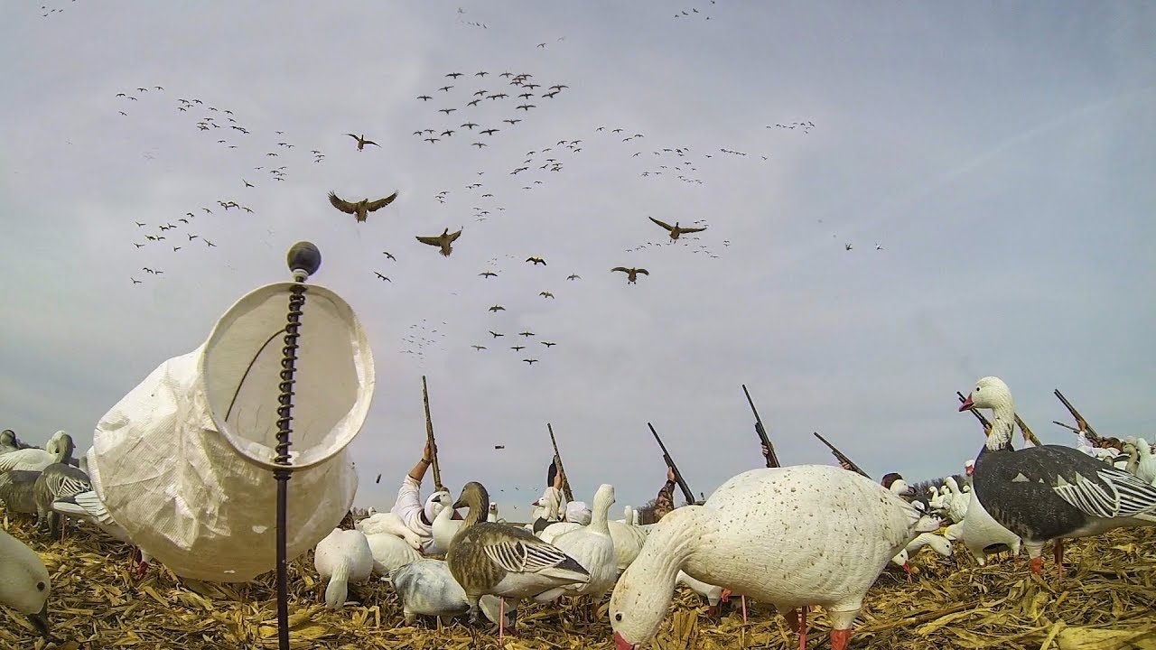 snow goose hunting get