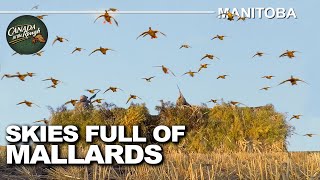 Hunting Skies filled with Waterfowl in Manitoba | Canada in the Rough