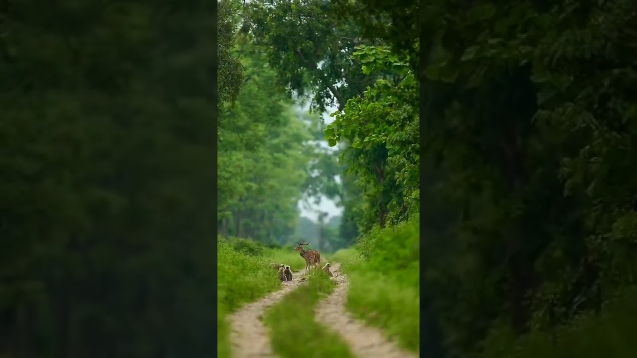 @Tiger_alert# @Tiger#  @deer# @monkeys# 