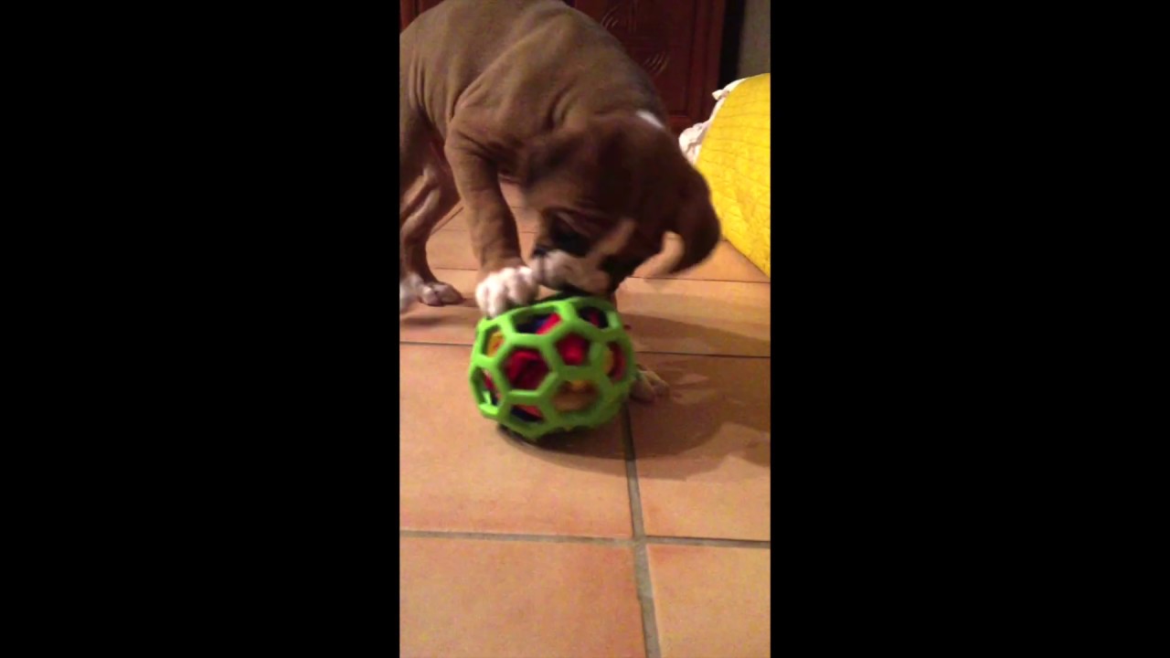 Busy Dog Ball The Bark and Chew YouTube
