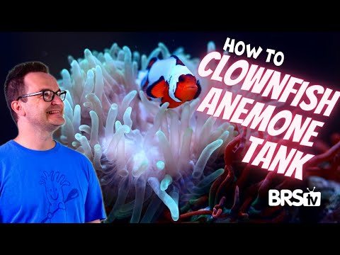 Video: Bubbletip Anemone: Vodnik za enostavno nego za akvarije v morski vodi