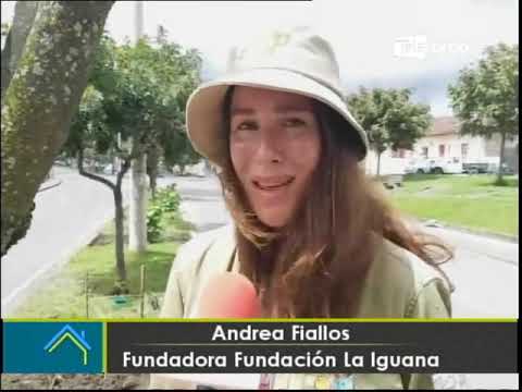 Se desarrolla campaña Sembrando una ciudad en Cuenca