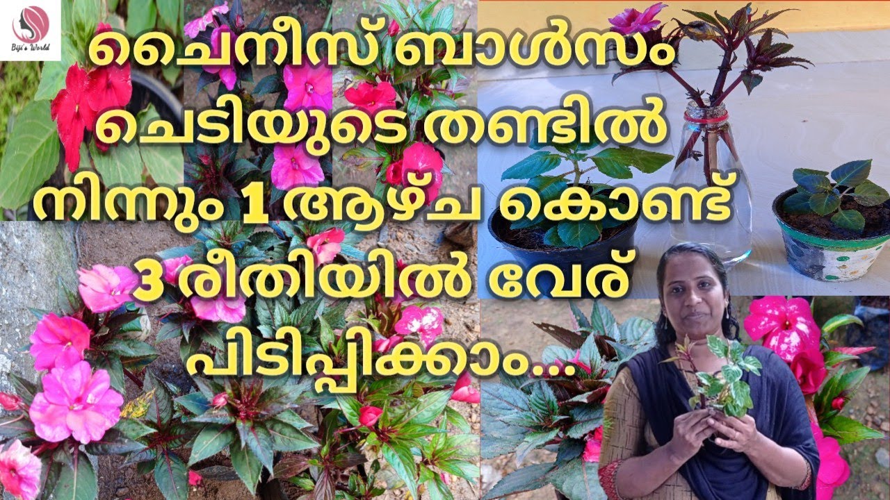 ചൈനീസ് ബാൾസം ചെടിയിൽ വേര് പിടിപ്പിക്കാനുള്ള 3 രീതികൾ // How to plant the stem of balsam plant