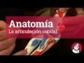 Anatomía: La articulación cubital