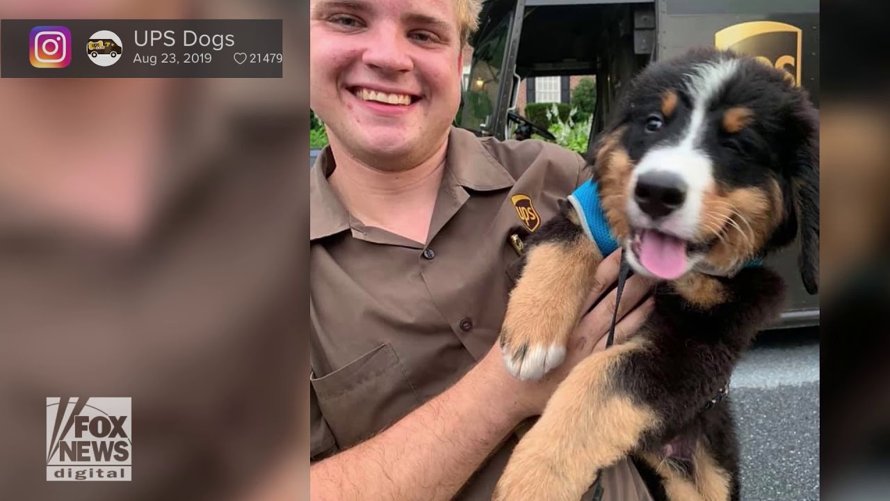 Meet the UPS dogs delivering love to drivers YouTube
