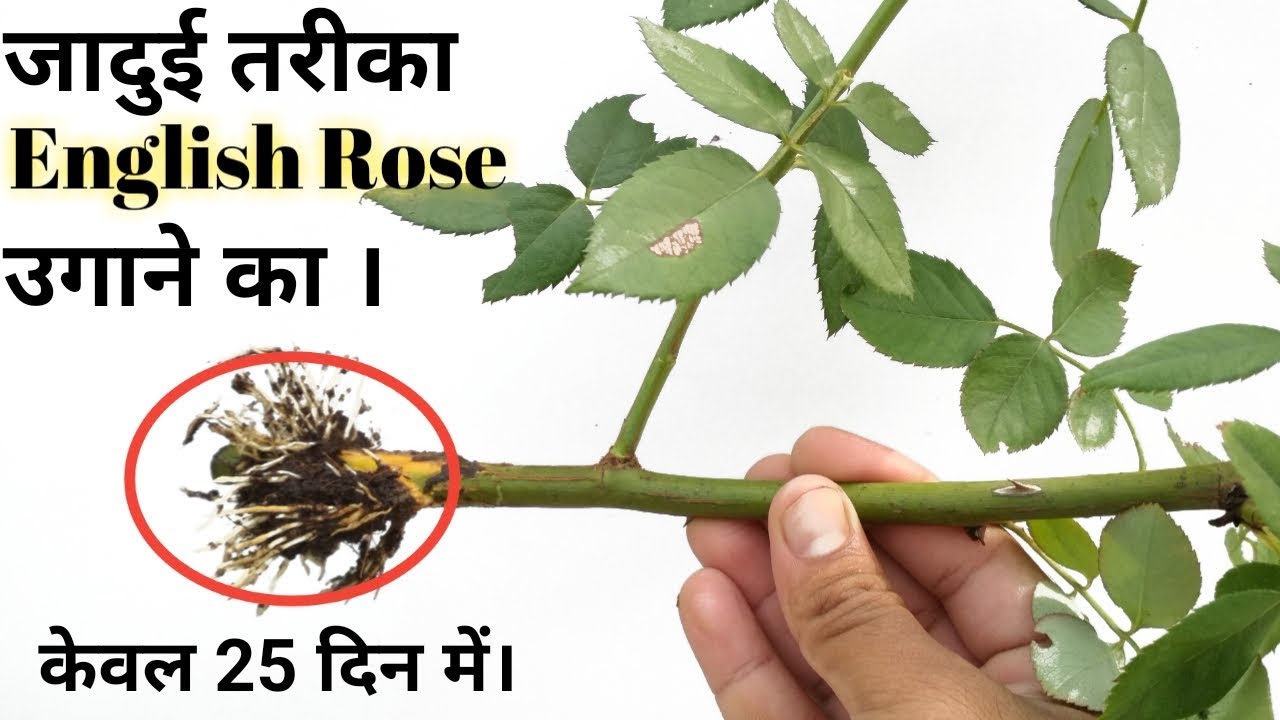 दुनिया का एकमात्र तरीका English Rose cutting लगाने का।  Airlayering on English  Rose plant