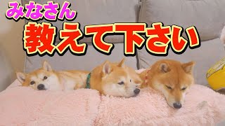 Why doesn't a Shiba Inu run away even if it's in danger? by 豆柴おもしろ4兄妹 8,694 views 3 weeks ago 8 minutes, 11 seconds