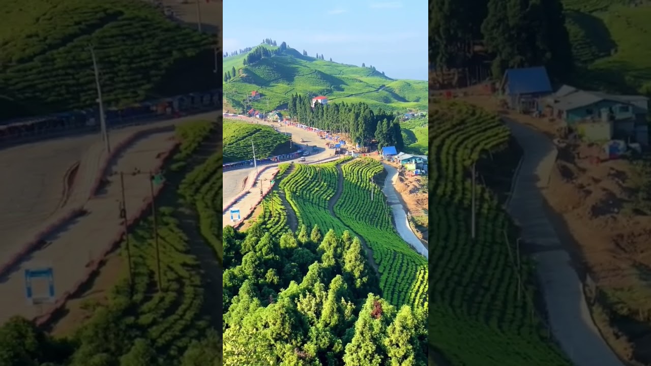 The most beautiful tea garden|Kanyam-ilam.🌿 Eastern Nepal. ko ko aunu vako xa kanyam ?🌿😱 