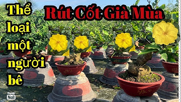 26-11 mã số mai rút cốt Củ đặt lh 0766765975