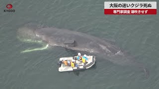 【速報】大阪の迷いクジラ死ぬ 専門家調査、潮吹きせず