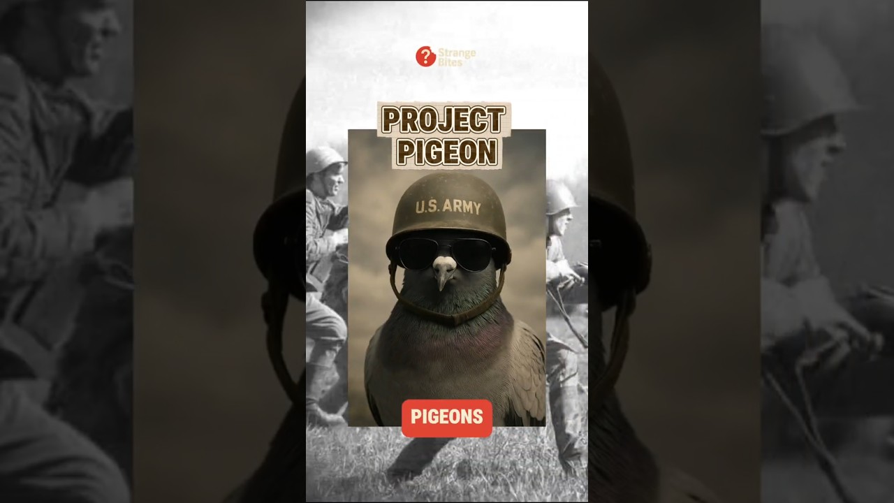 Project Pigeon WWII, USA