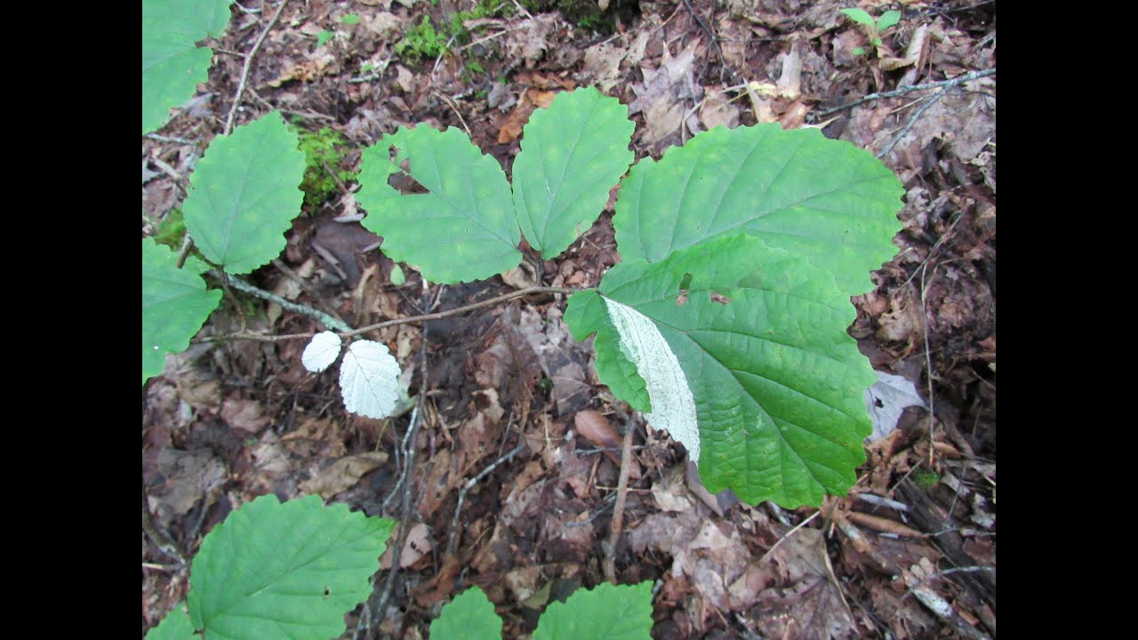 Wild Variegated Plant Hunting ~ Witch Hazel?
