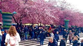 Cherry Blossom Kungsträdgården, Stockholm