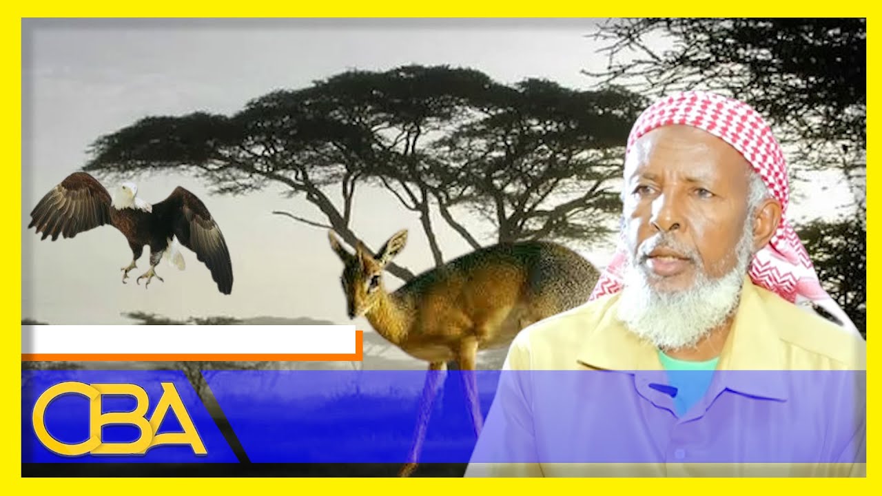 Waayojoog: Qaybtii 3aad Halgamaa Ibraahim Xagar &  & Silicii Dhaawaca ee Cidlada lagaga tagay.