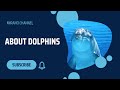 About Dolphins