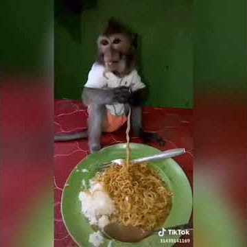Monyet buka puasa