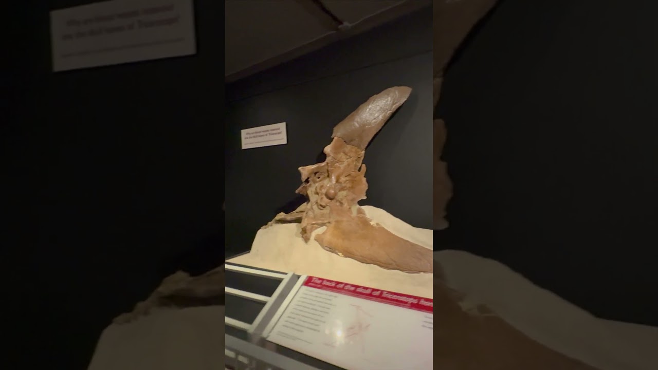 From Hatchling to Titan! Witness the Triceratops Growth Story at the Museum of the Rockies