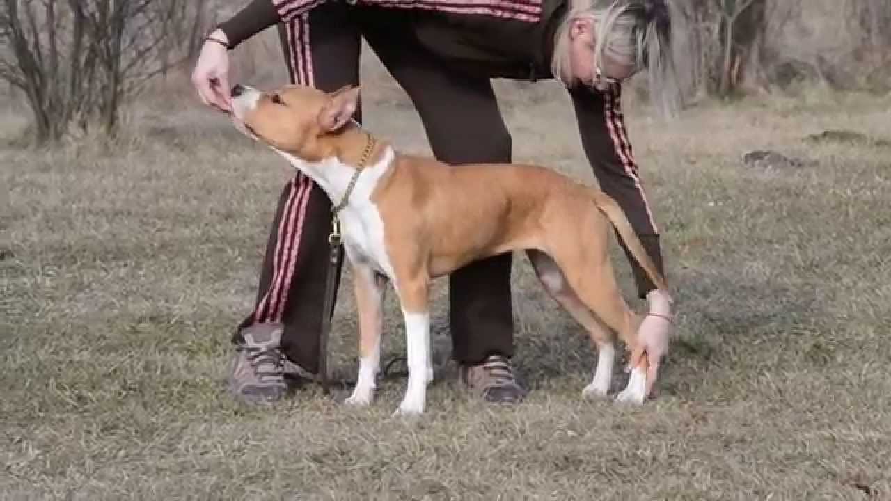 6 month old american staffy