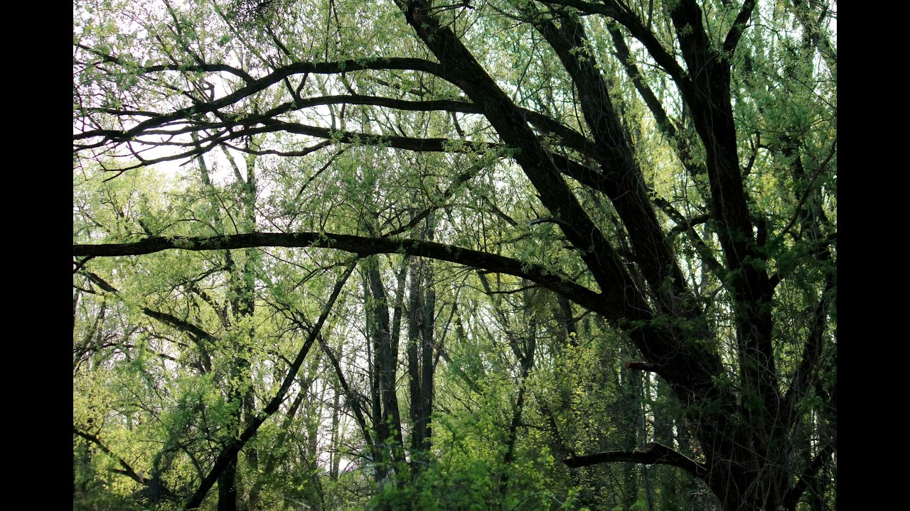 Halage Printemps (Diaporama Horizontal 052/480)