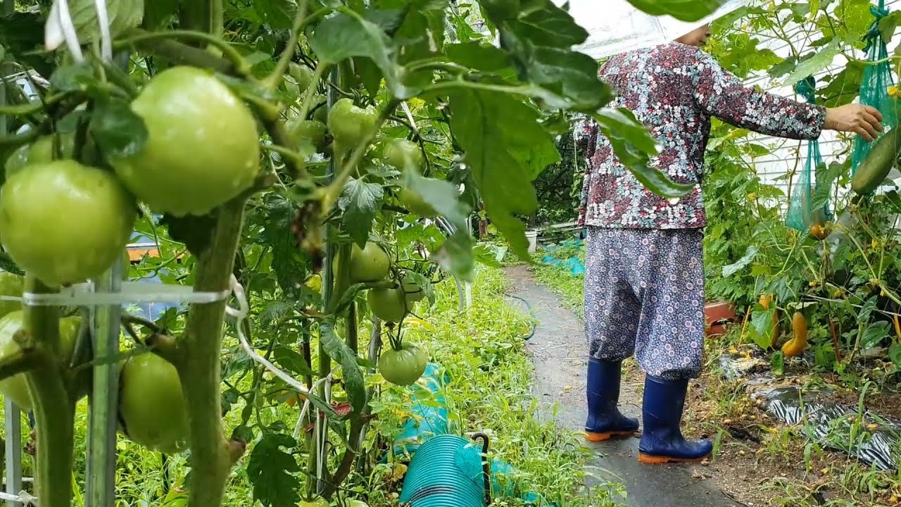 Дождливый день в корейском загородном доме: проверка урожая и поедание холодной лапши.