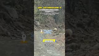 3月5日、雅安のある牧民が山で放牧していた時、野生のジャイアントパンダ🐼と偶然出会いました。インタビューで彼は、「もう何度も野生のパンダを見ているので、古くからの隣人に会うようなものです。邪魔してし