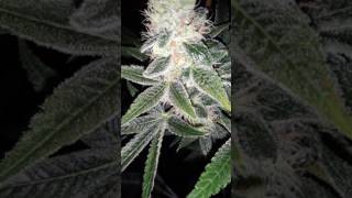 Indoor grow tent week 7
