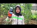 HERBISIDA GRAMOXONE