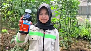 HERBISIDA GRAMOXONE