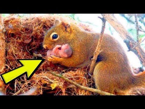 Video: Zašto vjeverice zakapaju orahe?