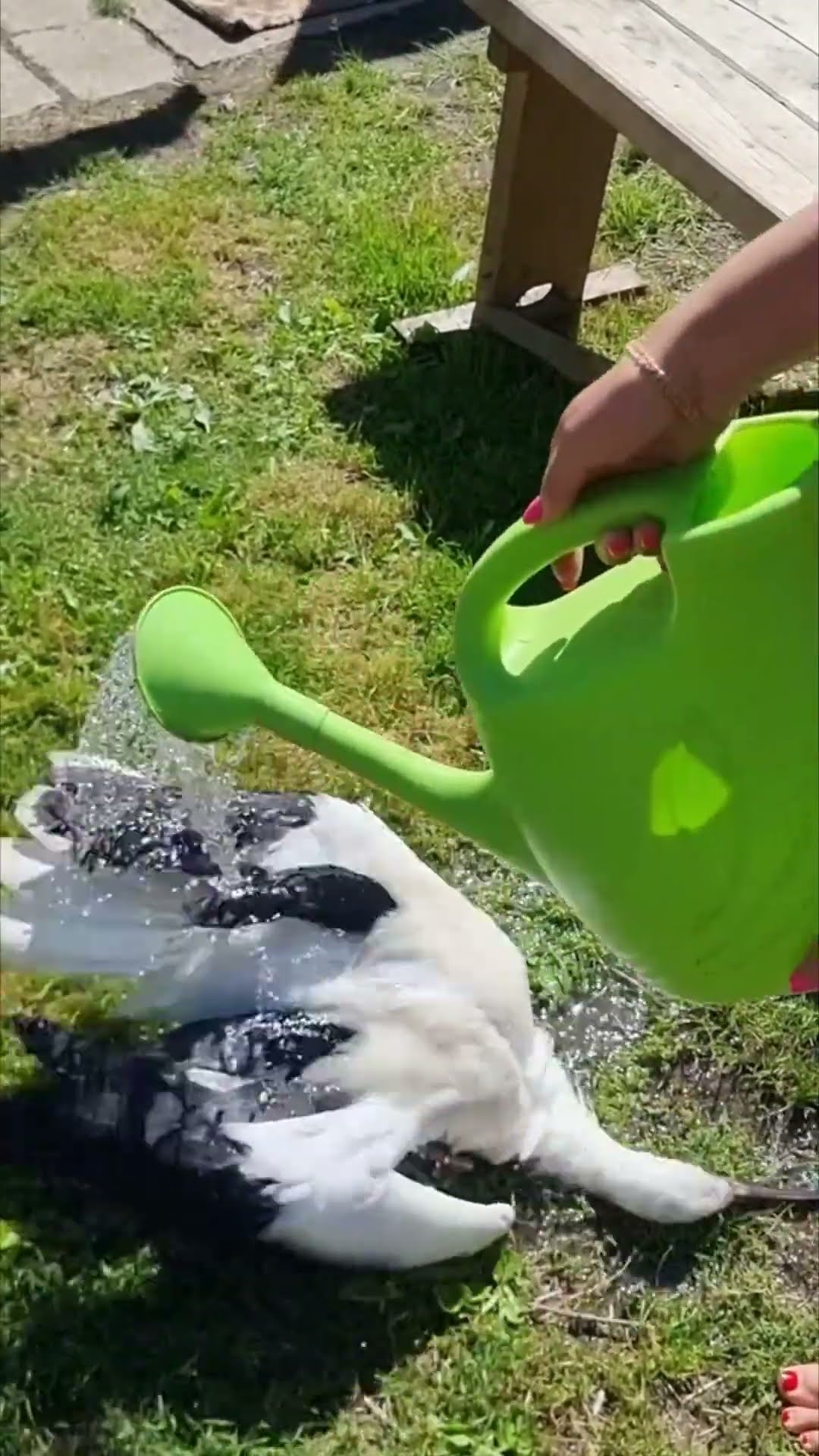 Heartwarming Moment as Strangers Rescue Overheated Stork