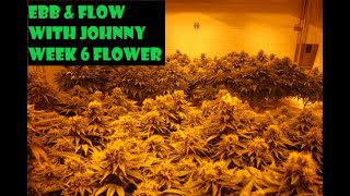 Ebb and flow with Johnny week six flower