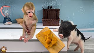 Baby monkey Yumy so angry Un In piglet when he eats all her food
