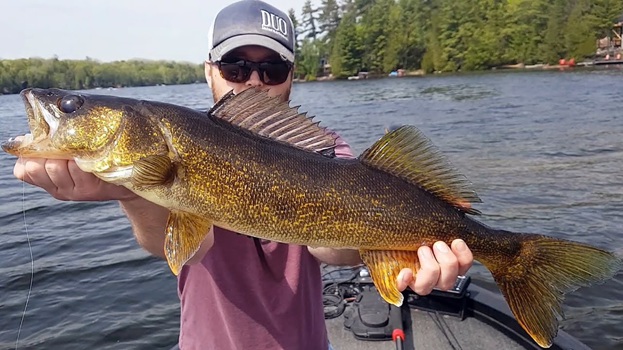 Ontario Spring *WALLEYE* Fishing - The Most *EFFECTIVE* Technique - 