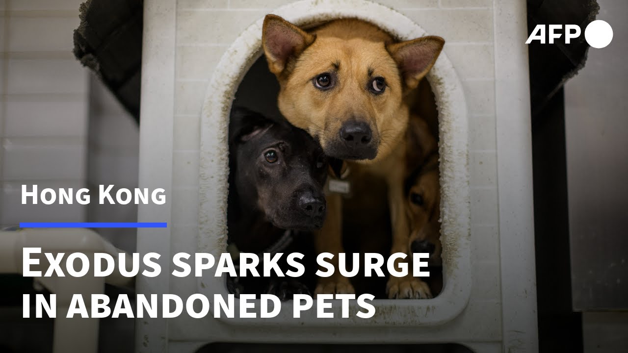 Hong Kong exodus sparks surge in abandoned pets AFP YouTube