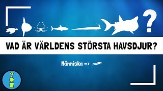 VAD ÄR VÄRLDENS STÖRSTA HAVSDJUR?