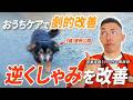 【逆くしゃみが改善】犬の体調は飼い主が影響させてます【飼い主が変わる】