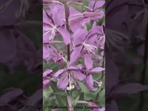 Иван-чай