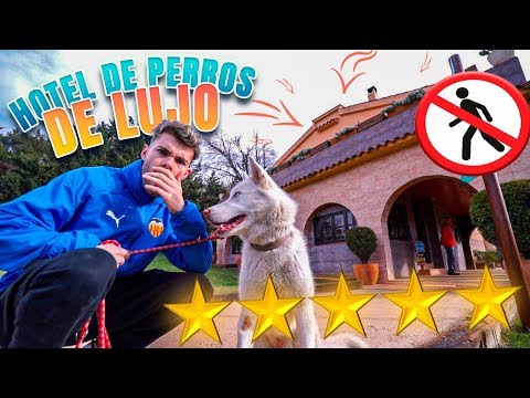 Video: Los 5 mejores hoteles de lujo para mascotas