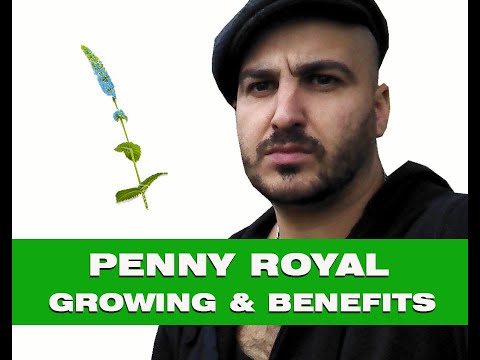 Penny Royal  - How to Grow & Health Benefits