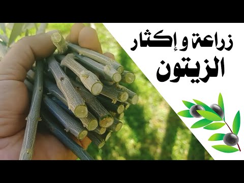 كيفية زراعة شجرة الزيتون من الأغصان بسهوله