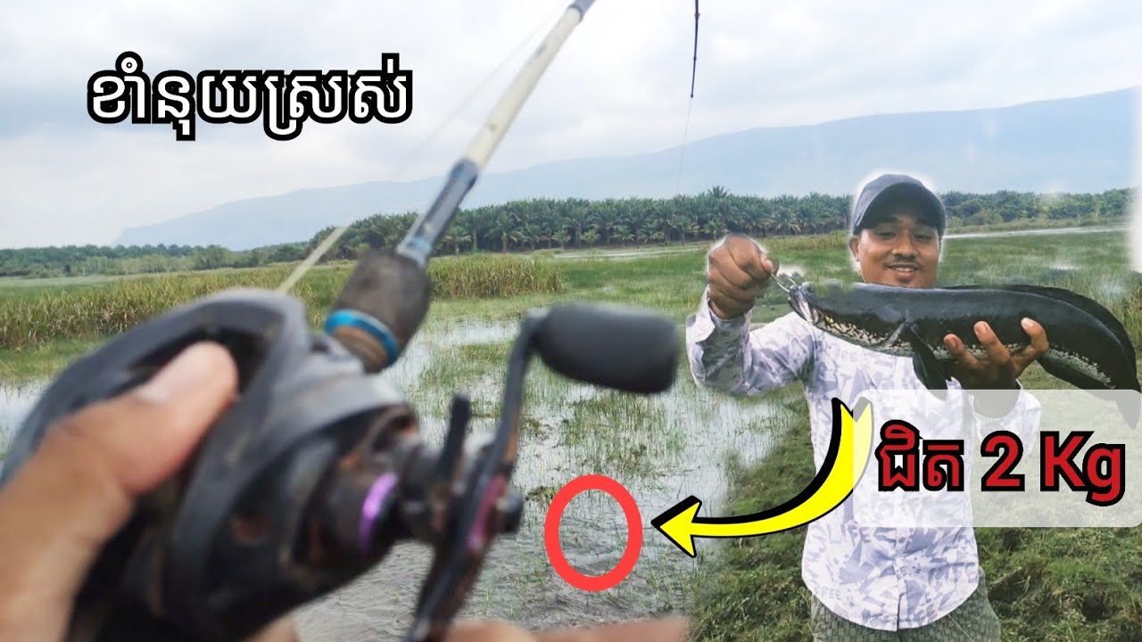 រៀនបបក់នុយកូនកង្កែបស្រស់ជាតិបស់គេ #fishing #បបក់ត្រីធម្មជាតិ #បបក់ត្រី2024 #casting #baitcasting