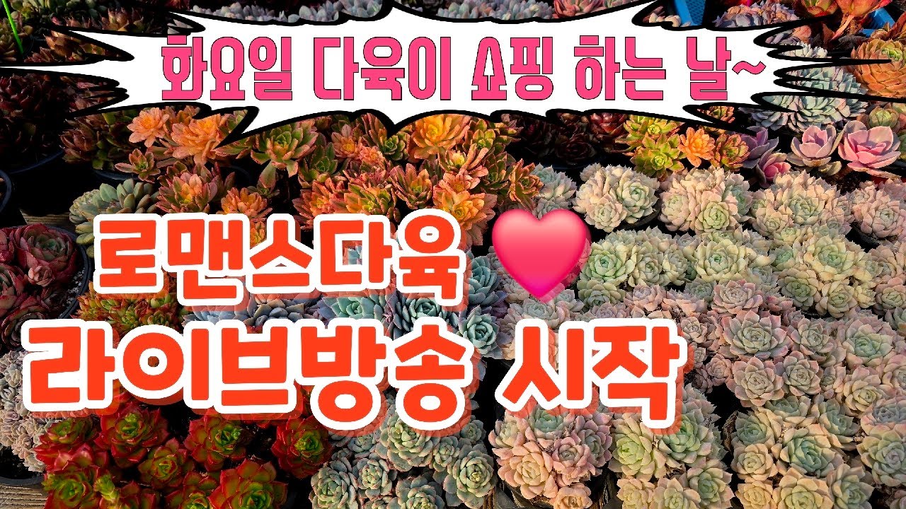 26년 3월 3일. 로맨스다육 라이브방송  군생ㆍ예쁜이 맛집💕 문자 010-2781-1080 #다육이 #다육식물 #다육 #화분할인