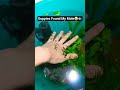 Fish Pedicure at Home?😂