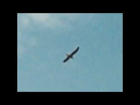 Universe∞Man - Shentvis