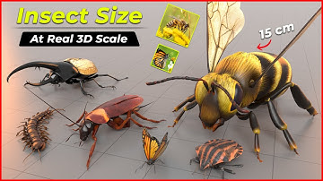 Insect Size Comparison (3D Real Scale) | Size Comparison | Insect Size