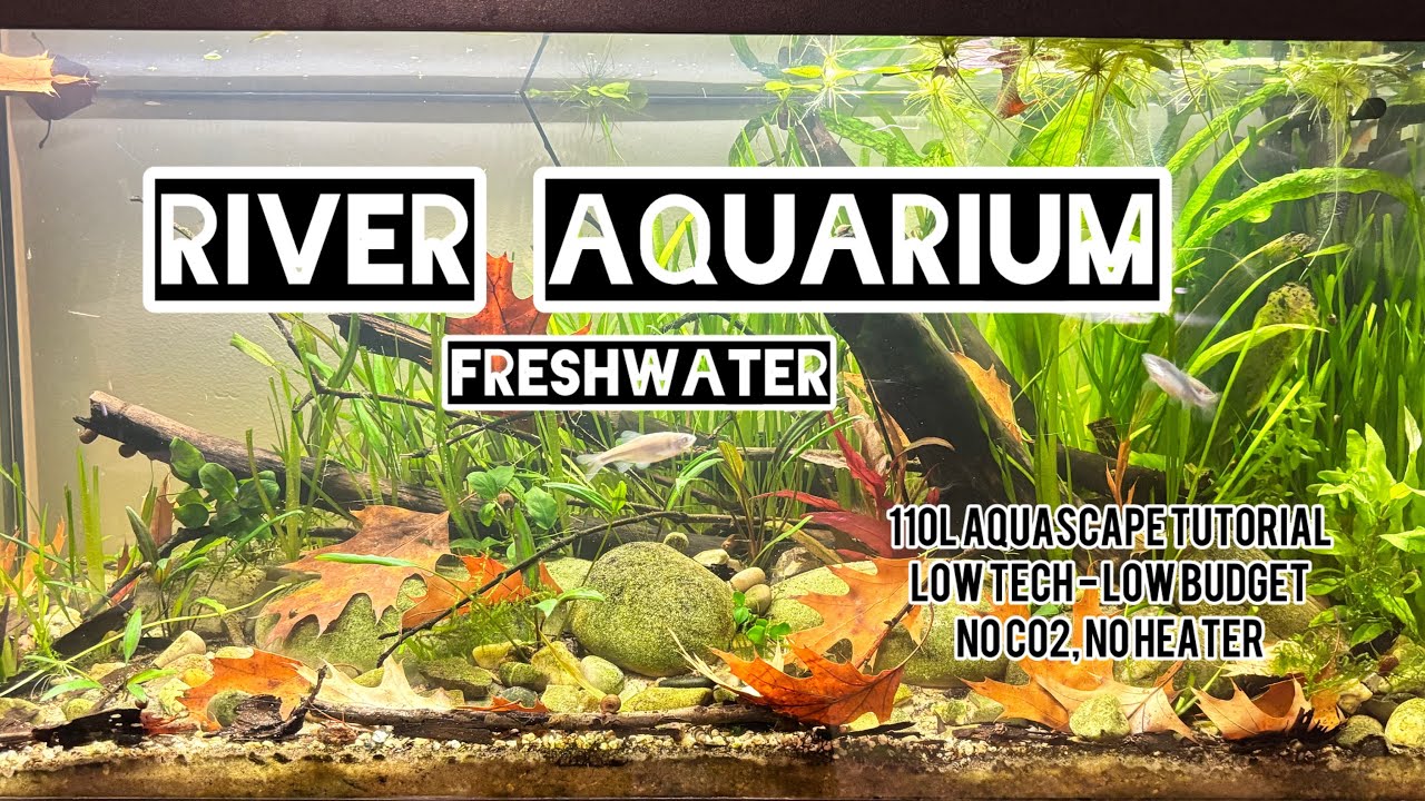 FRESHWATER 110L RIVER AQUARIUM SETUP- AQUASCAPING TUTORIAL - LOWBUDGET - no CO2 - NO HEATER