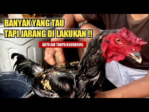 Cara Agar Ayam