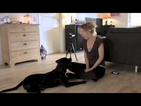 scientific calculator Puppies Don't Catch People's Yawns | Video