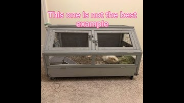 Thumbnail of TAKE CARE OF YOUR GUINEA PIGS!!!!